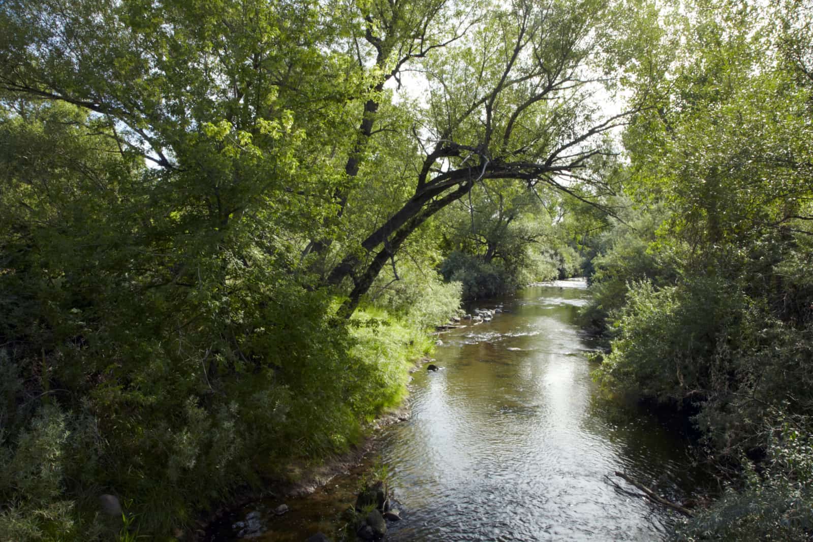 view of the river surrounded by lush green bushes and trees.